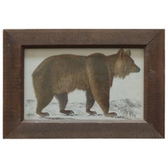 Original Antique Print of a Brown Bear, 1847