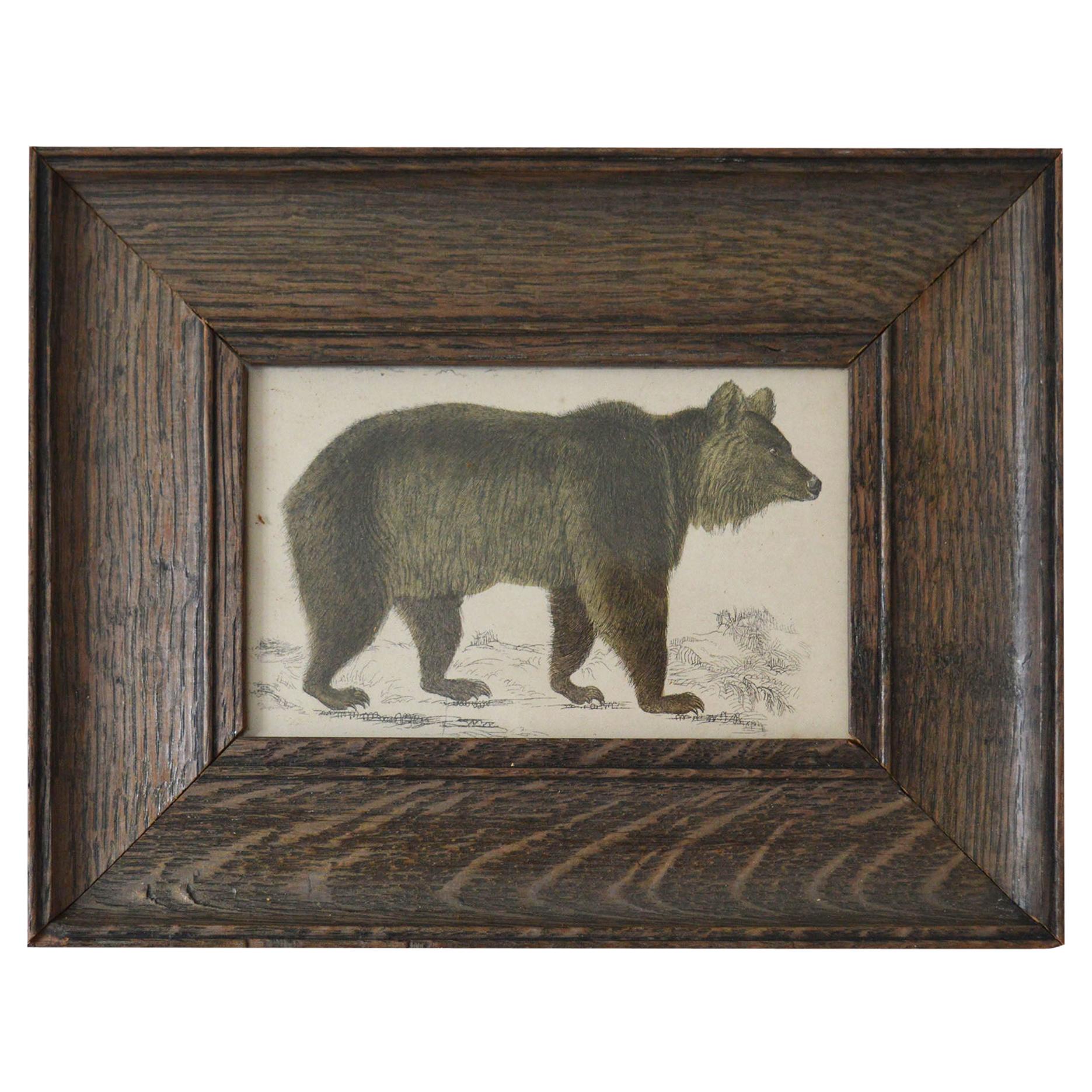 Original Antique Print of a Brown Bear, 1847