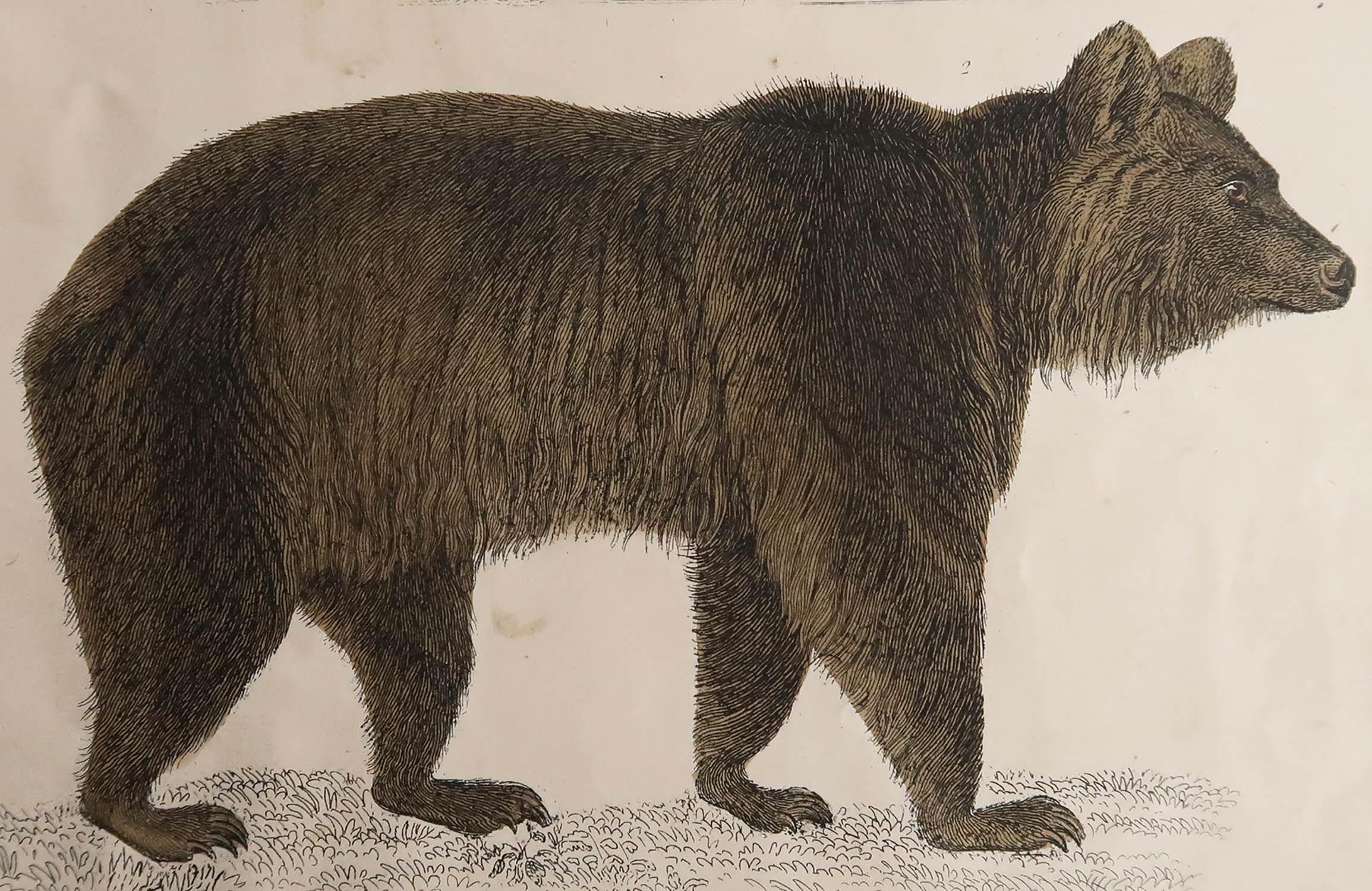 Great image of a brown bear.

Unframed. It gives you the option of perhaps making a set up using your own choice of frames.

Lithograph after captain brown with original hand color.

Published 1847.

Free shipping.




