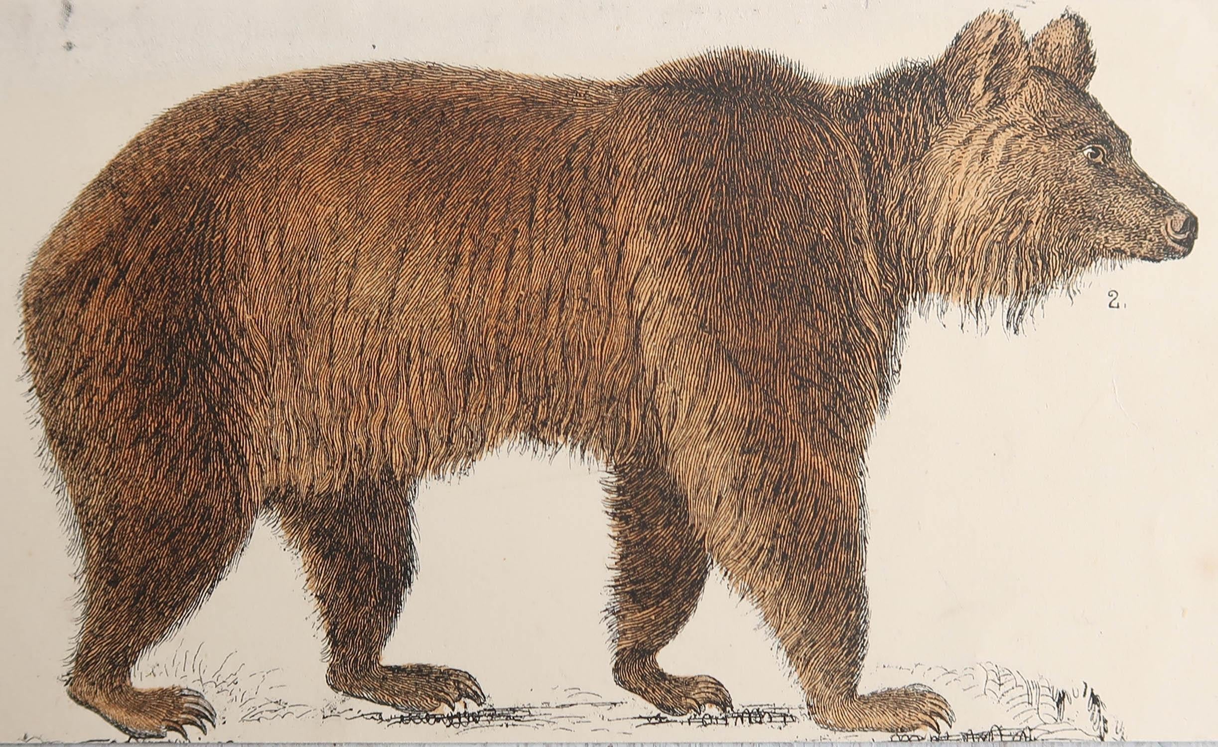 Great image of a brown bear.

Unframed. It gives you the option of perhaps making a set up using your own choice of frames.

Lithograph after captain brown with original hand color.

Published 1847.
   




