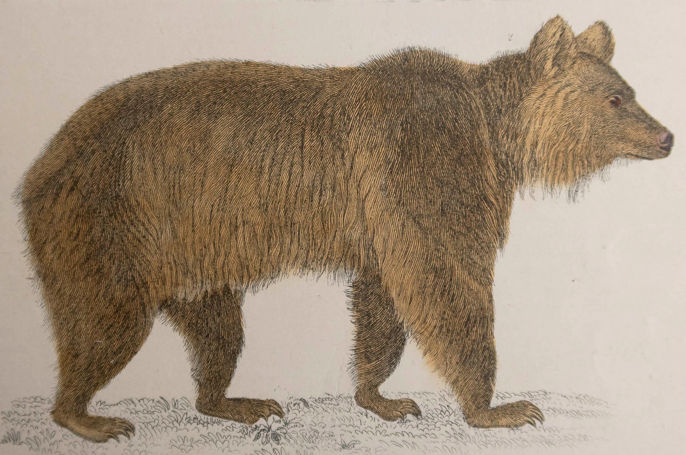 Ottima immagine di un orso bruno.

Senza cornice. In questo modo si ha la possibilità di creare un set di cornici a scelta.

Litografia di Capitan Brown con colori originali a mano.

Pubblicato nel 1847.
   




