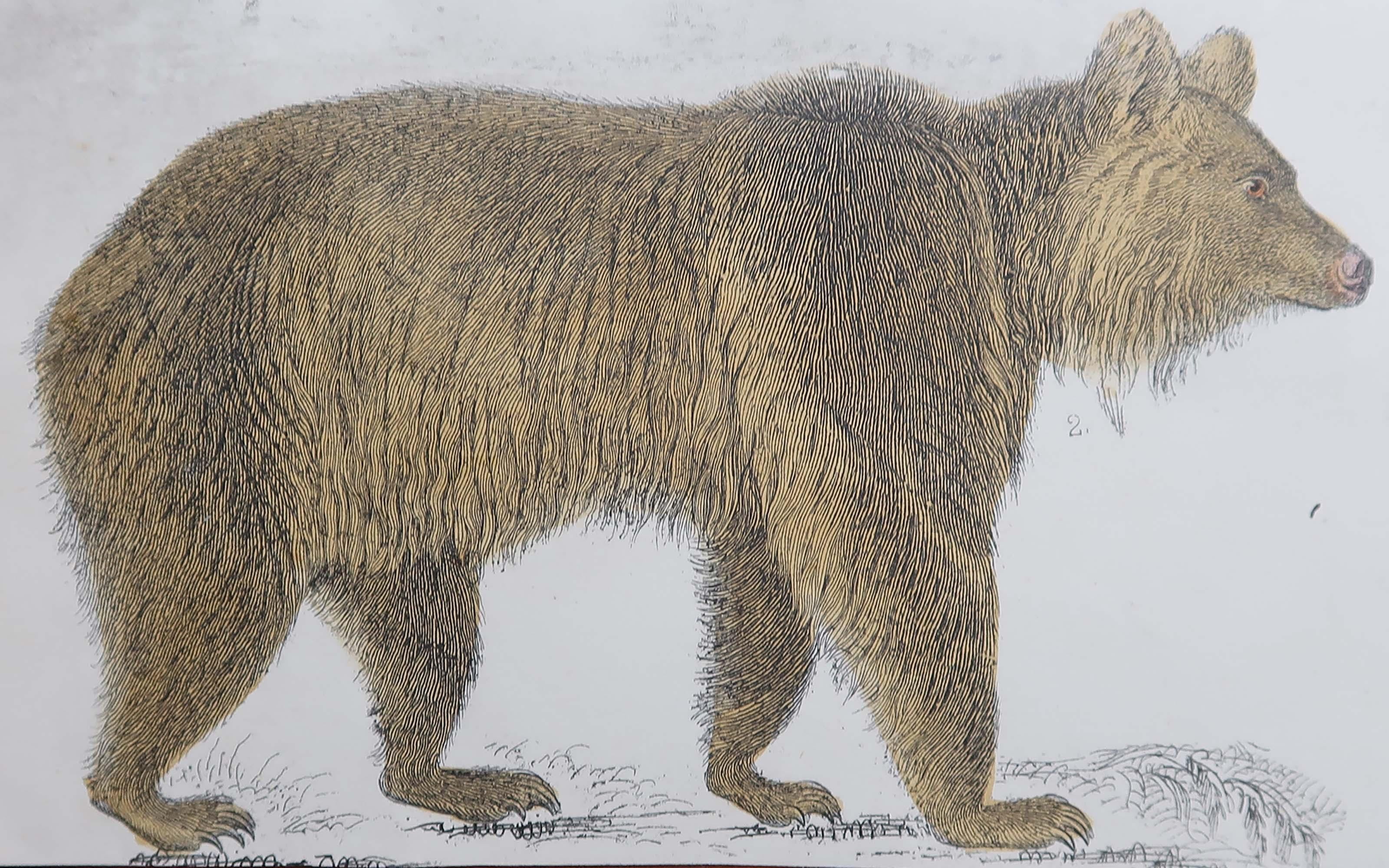 Belle image d'un ours brun.

Non encadré. Il vous donne la possibilité de réaliser un montage en utilisant les cadres de votre choix.

Lithographie d'après le capitaine Brown avec couleurs originales à la main.

Publié en 1847.
   




