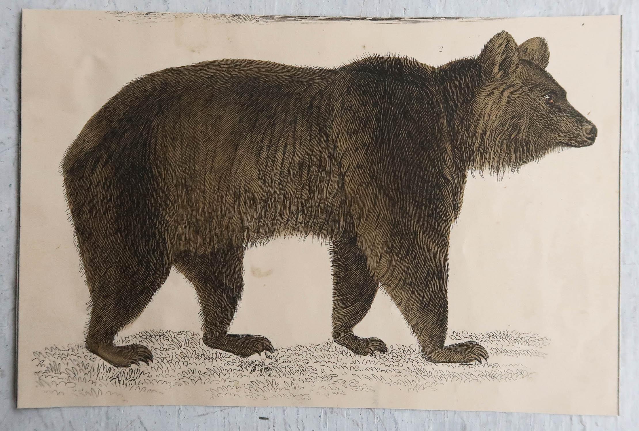 Folk Art Original Antique Print of a Brown Bear, 1847 'Unframed'