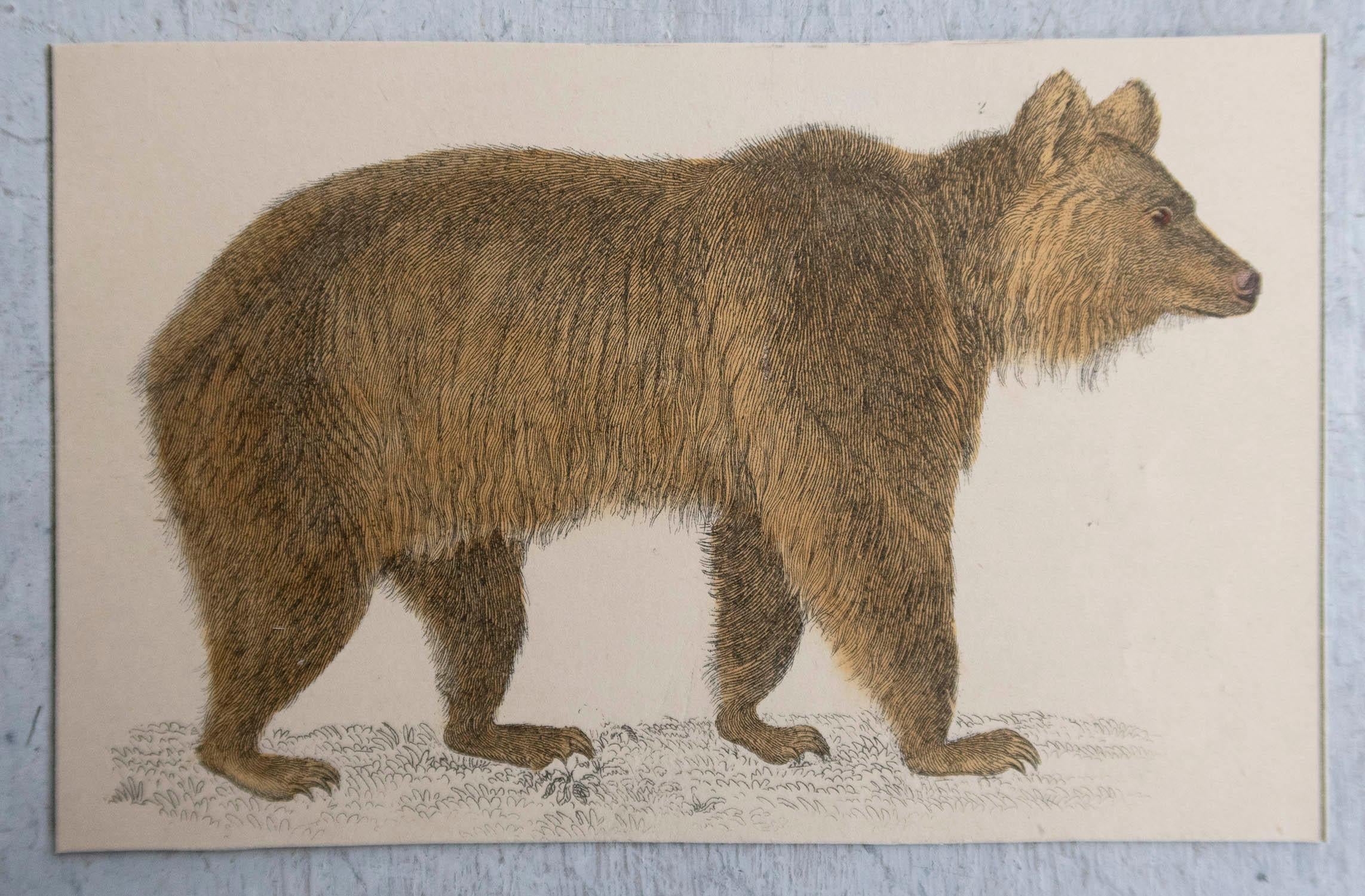 Arte popolare Stampa antica originale di un orso bruno, 1847, senza cornice in vendita