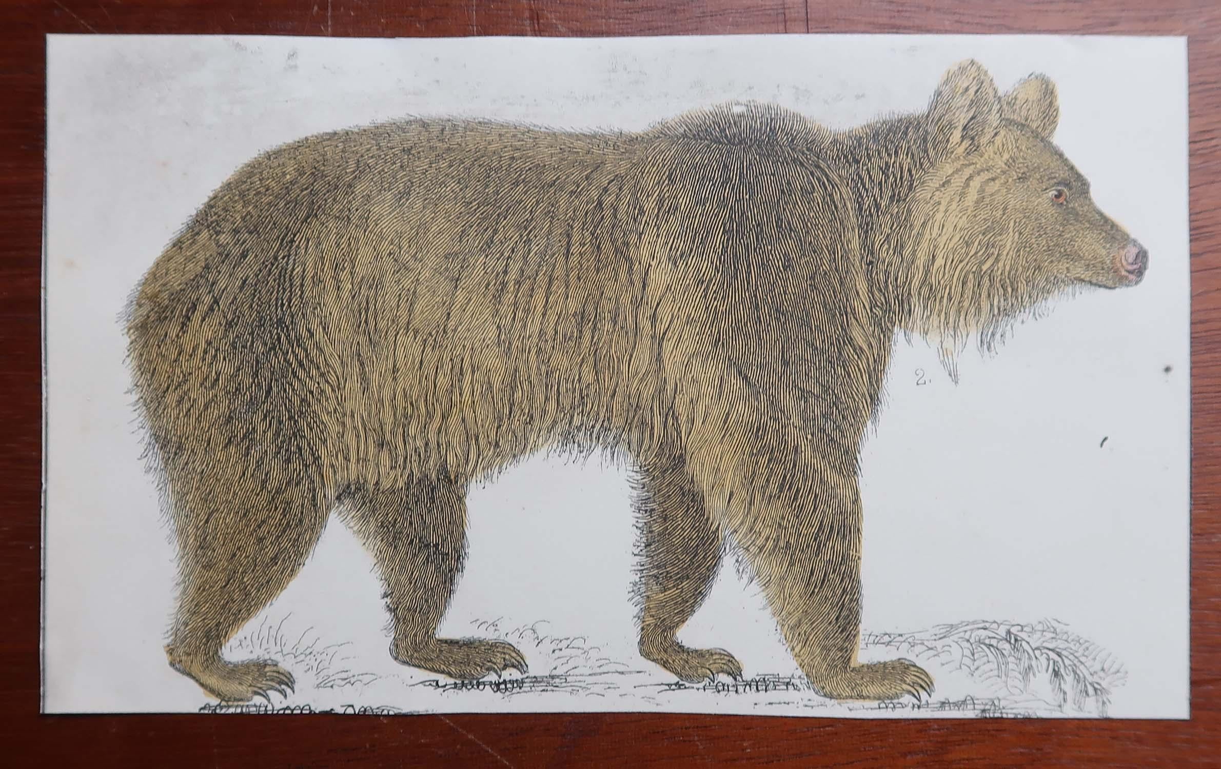 Artisanat Impression originale et ancienne d'un ours brun, 1847, non encadrée en vente