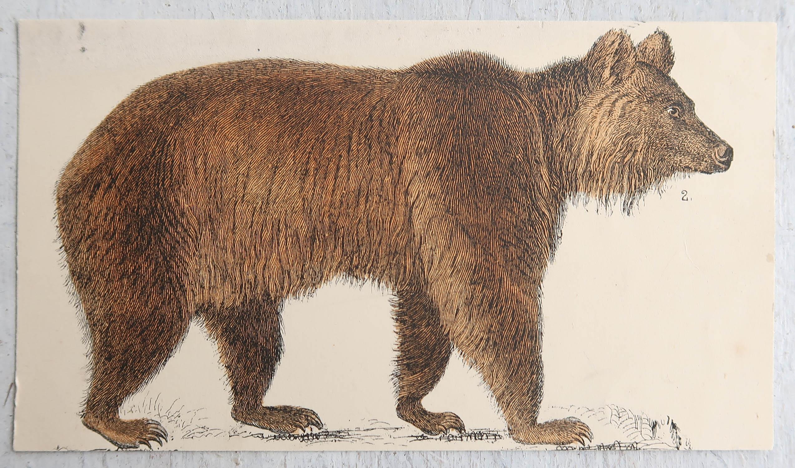 English Original Antique Print of a Brown Bear, 1847 'Unframed' For Sale
