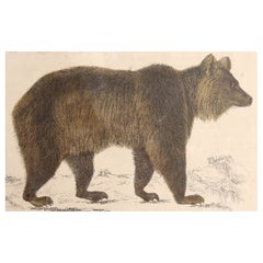 Original Antique Print of a Brown Bear, 1847 
Unframed
