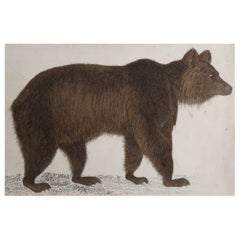 Original Antique Print of a Brown Bear, 1847 
Unframed
