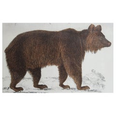 Original Antique Print of a Brown Bear, 1847 
Unframed
