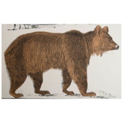 Original Antique Print of a Brown Bear, 1847 
Unframed
