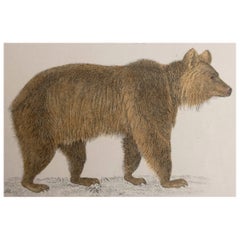 Original Antiker Druck eines braunen Bärs, 1847, ungerahmt