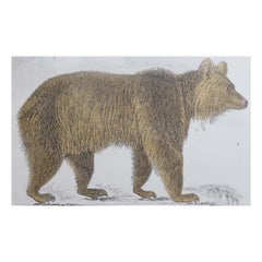 Original Antique Print of a Brown Bear, 1847 'Unframed'