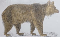 Original Antique Print of a Brown Bear, 1847 'Unframed'