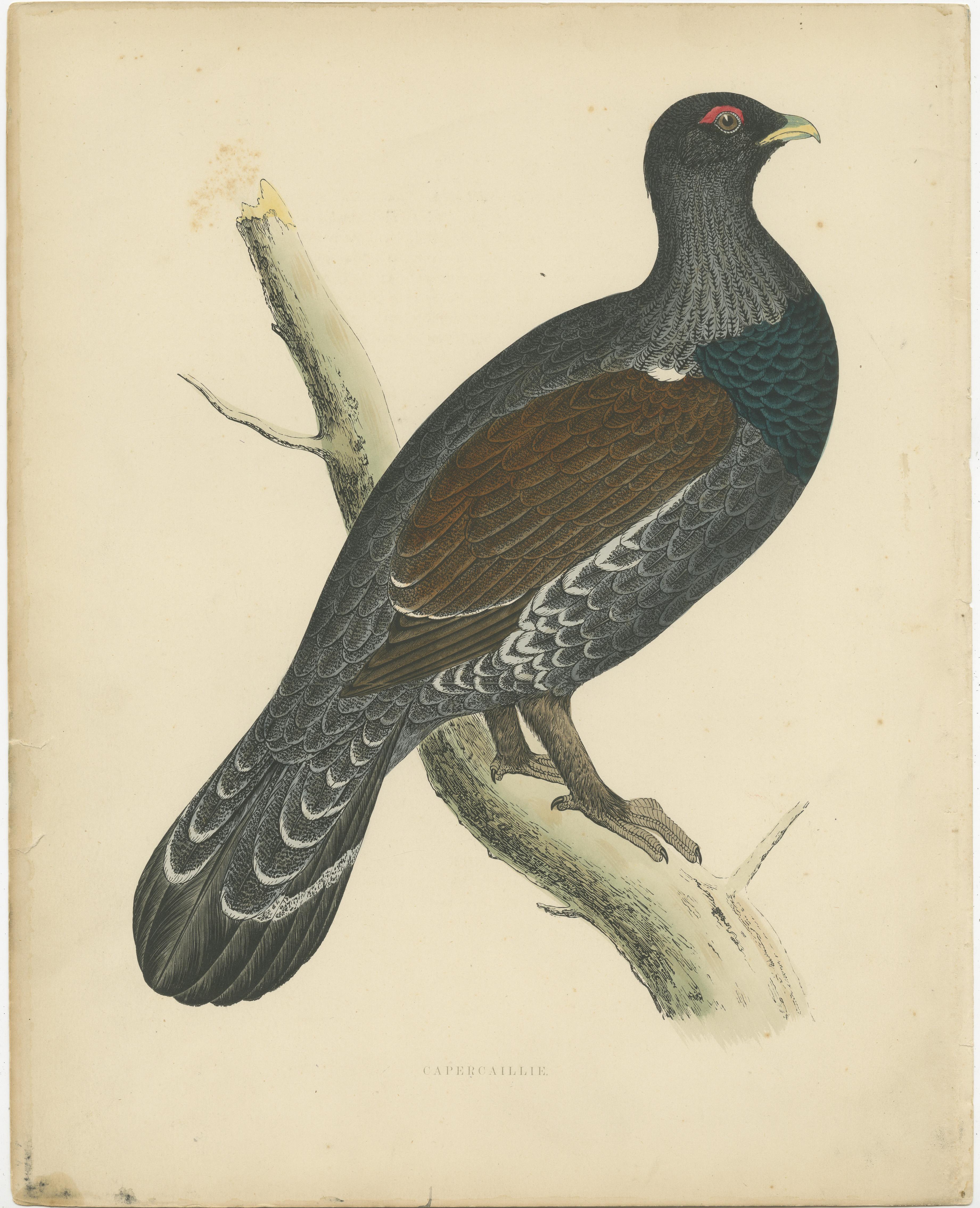 Antique print titled 'Capercaillie'. Original old bird print of a capercaillie. This print originates from 'British Game Birds and Wildfowl' by Beverly Robinson Morris. Published circa 1855, being the best issue without the centre fold.