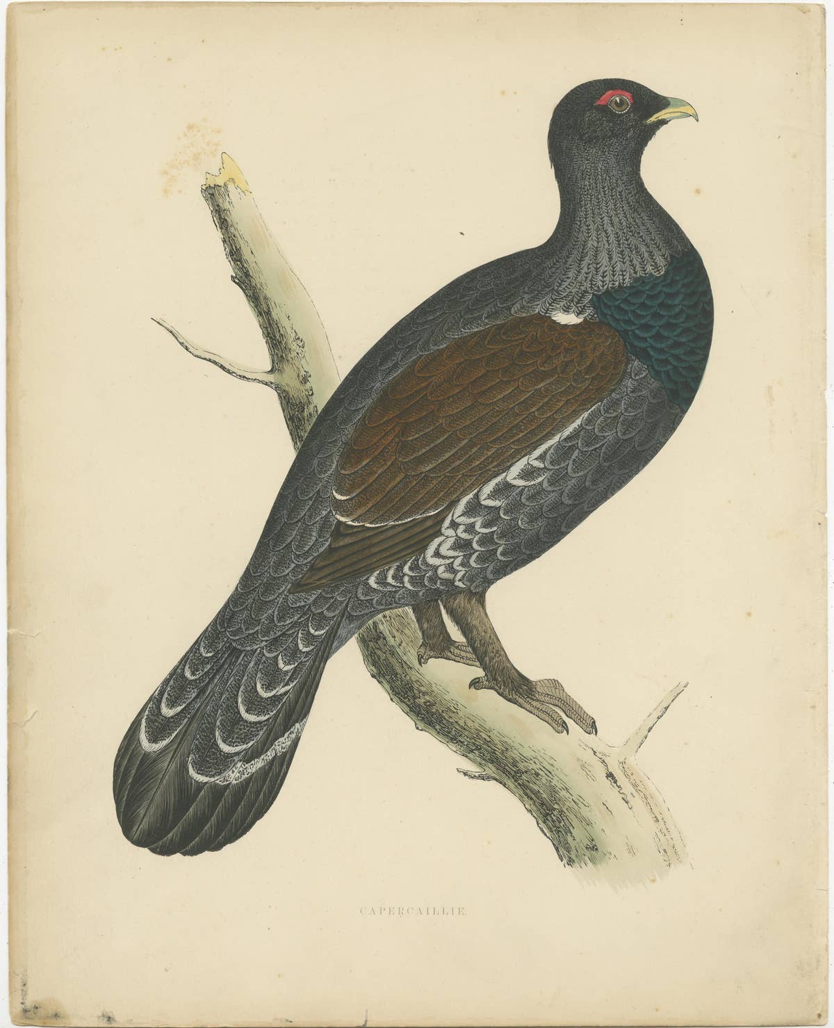 Original Antique Print of a Capercaillie Bird
