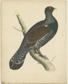 Original Antique Print of a Capercaillie Bird