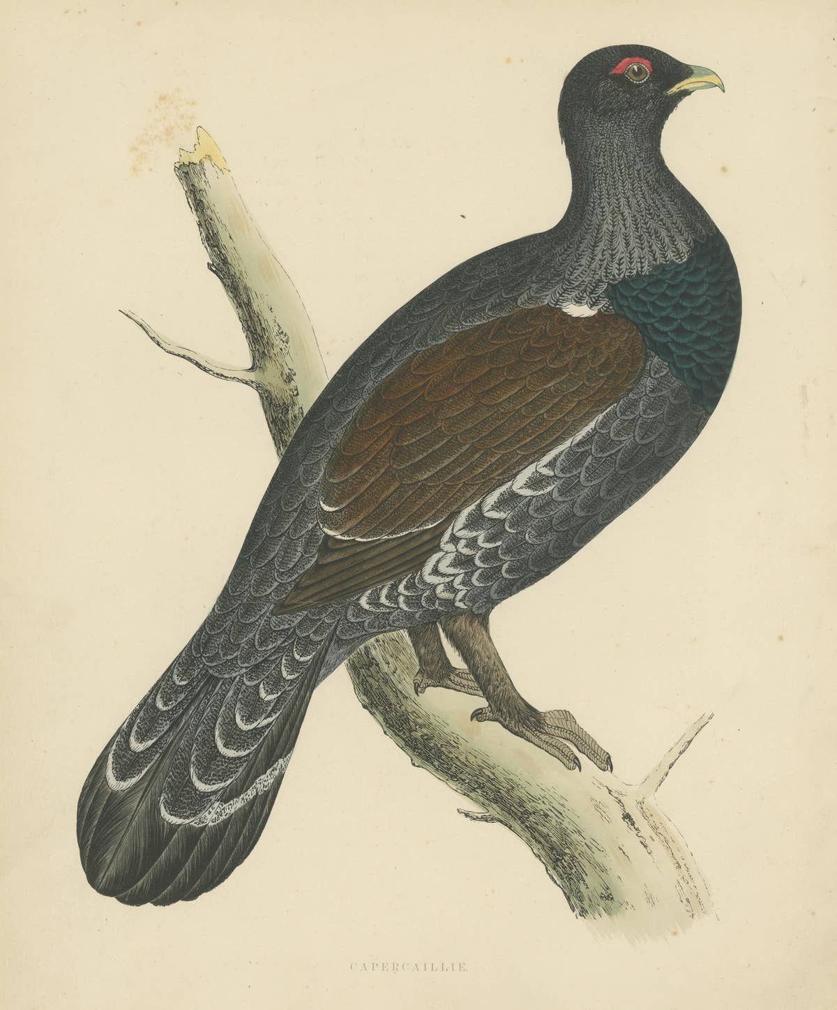 Original Antique Print of a Capercaillie Bird