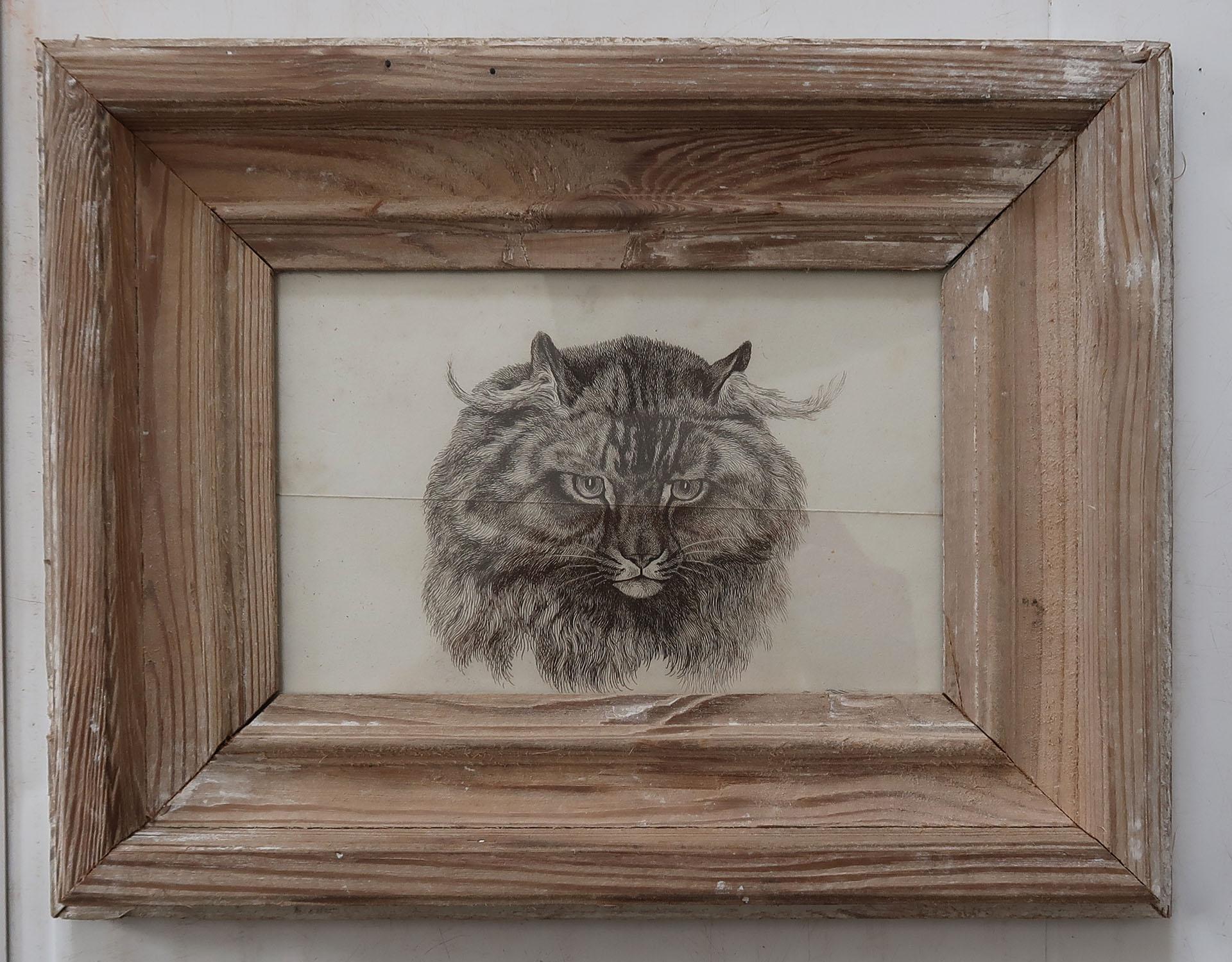 Great image of a cat presented in an antique distressed pine frame

Copper-plate engraving after Landseer

Published About 1840

There is a single horizontal crease through the centre of the print

The measurement below is the frame