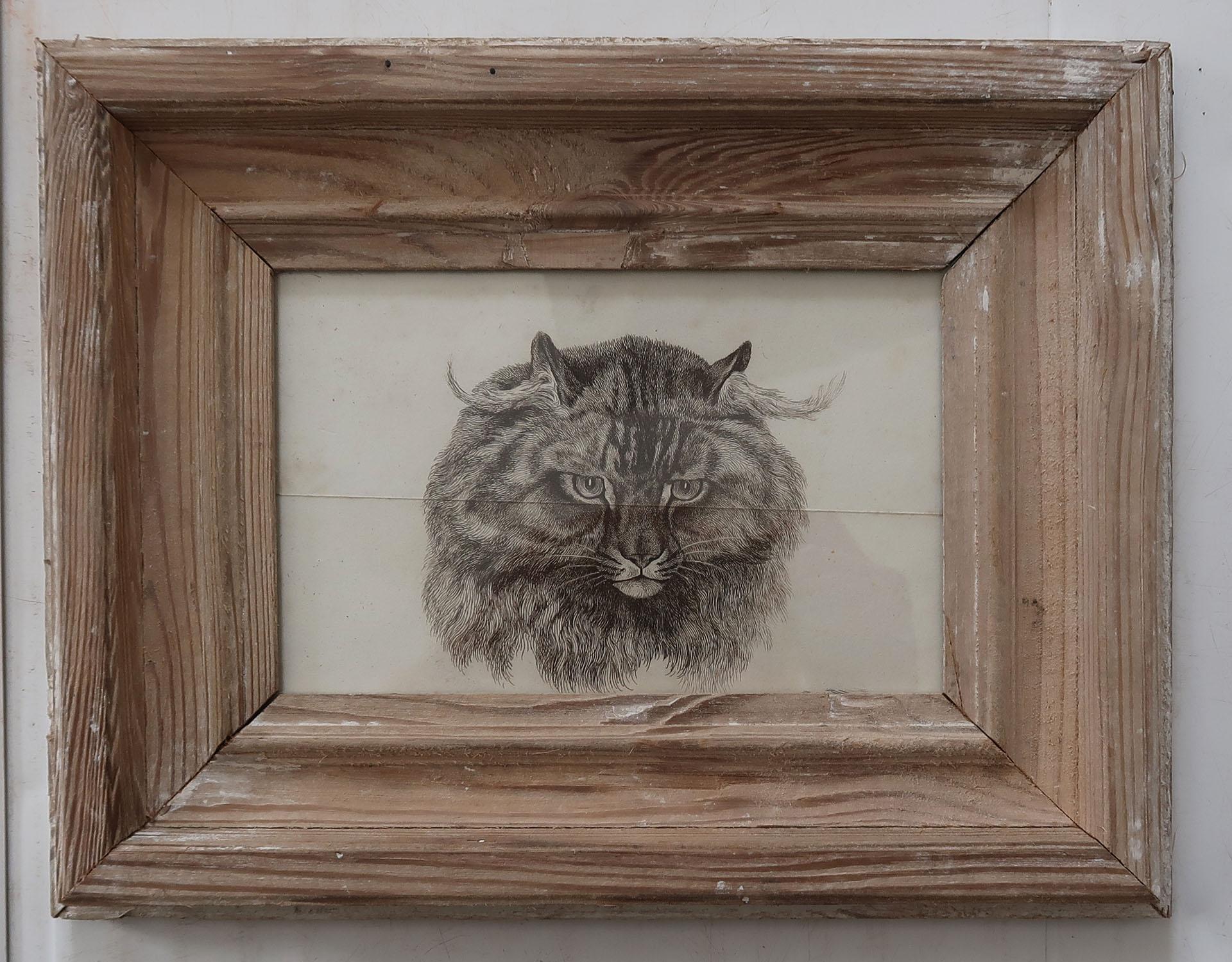Great image of a cat presented in an antique distressed pine frame

Copper-plate engraving after Landseer

Published About 1840

There is a single horizontal crease through the centre of the print

The measurement below is the frame size.

Free