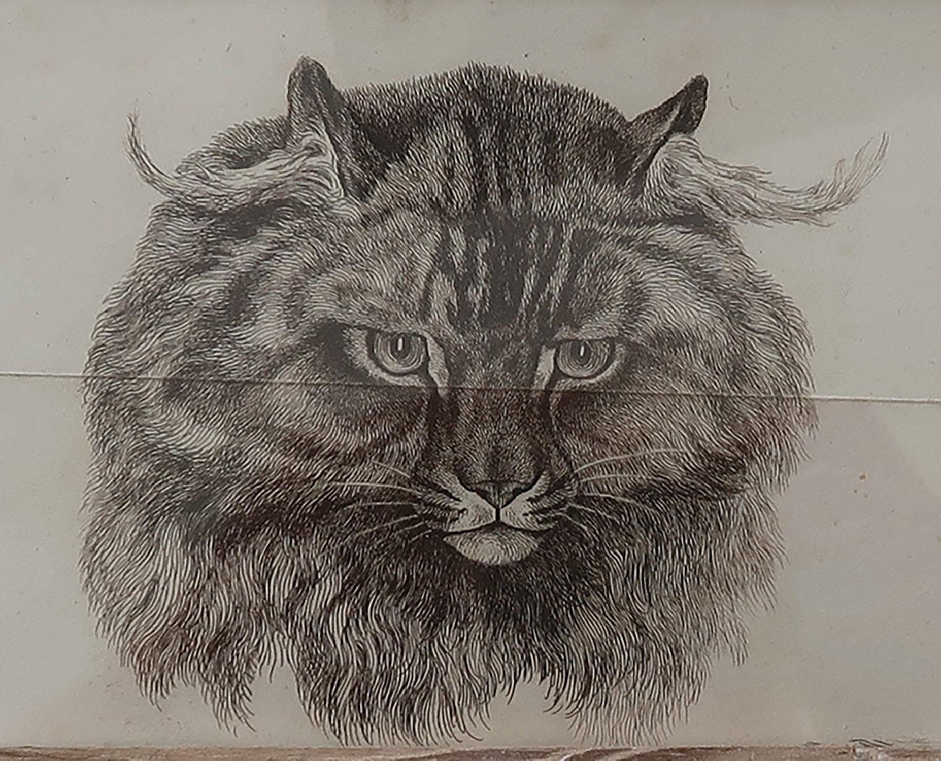 Folk Art Original Antique Print of a Cat After Landseer, Early 19th Century For Sale