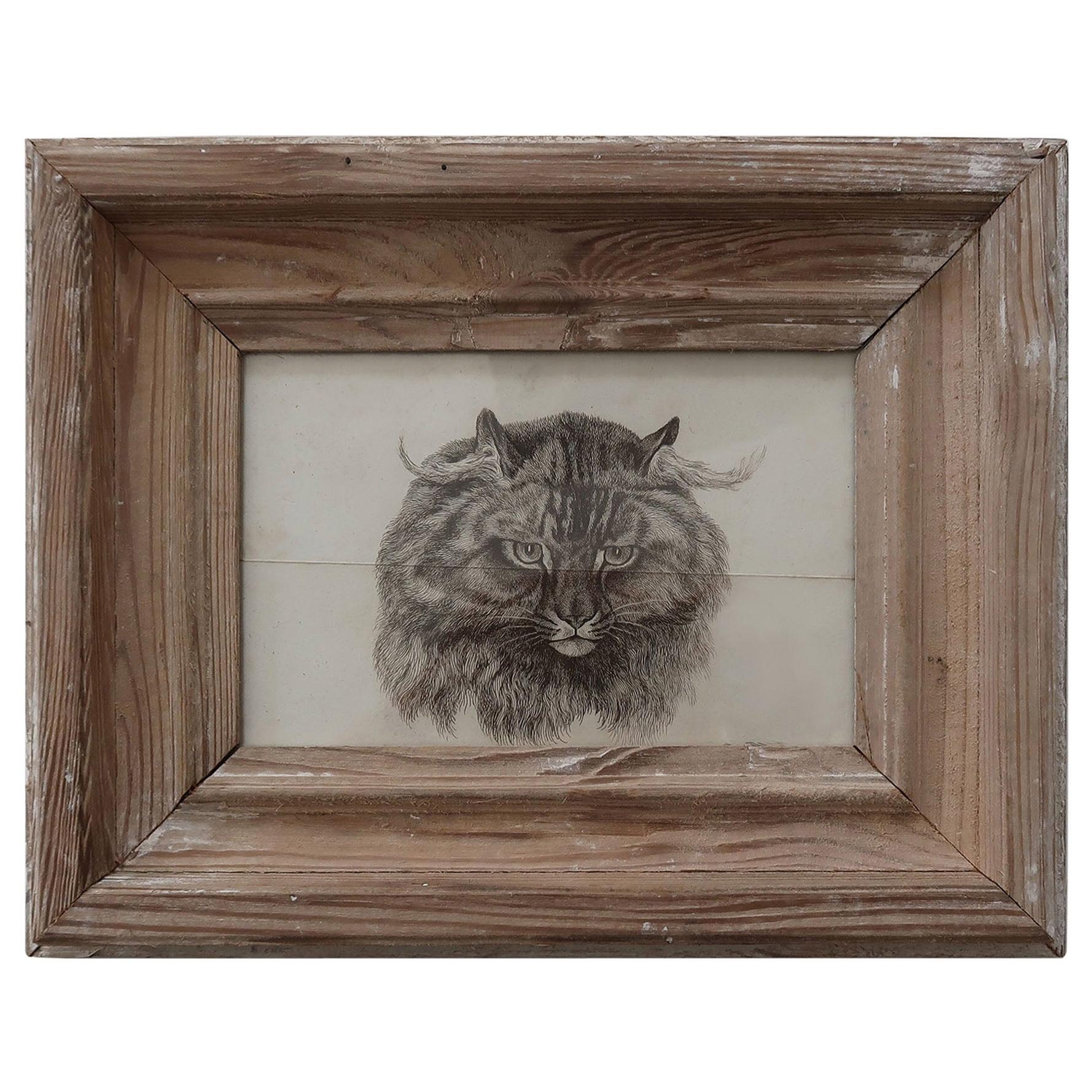 Original Antique Print of a Cat After Landseer, Early 19th Century