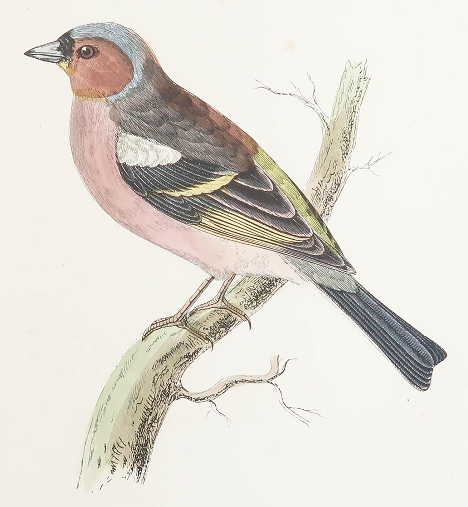 Great image of a Chaffinch

Unframed. It gives you the option of perhaps making a set up using your own choice of frames.

Lithograph after Alexander Francis Lydon.

Original color

Published, circa 1880

Free shipping.





