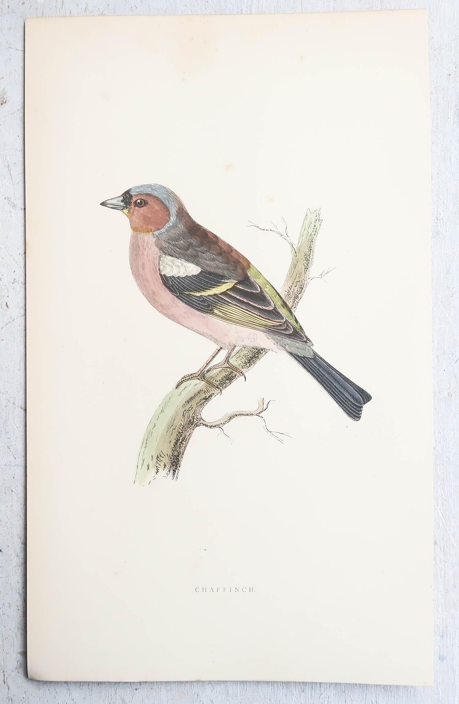 English Original Antique Print of a Chaffinch, circa 1880, 'Unframed' For Sale