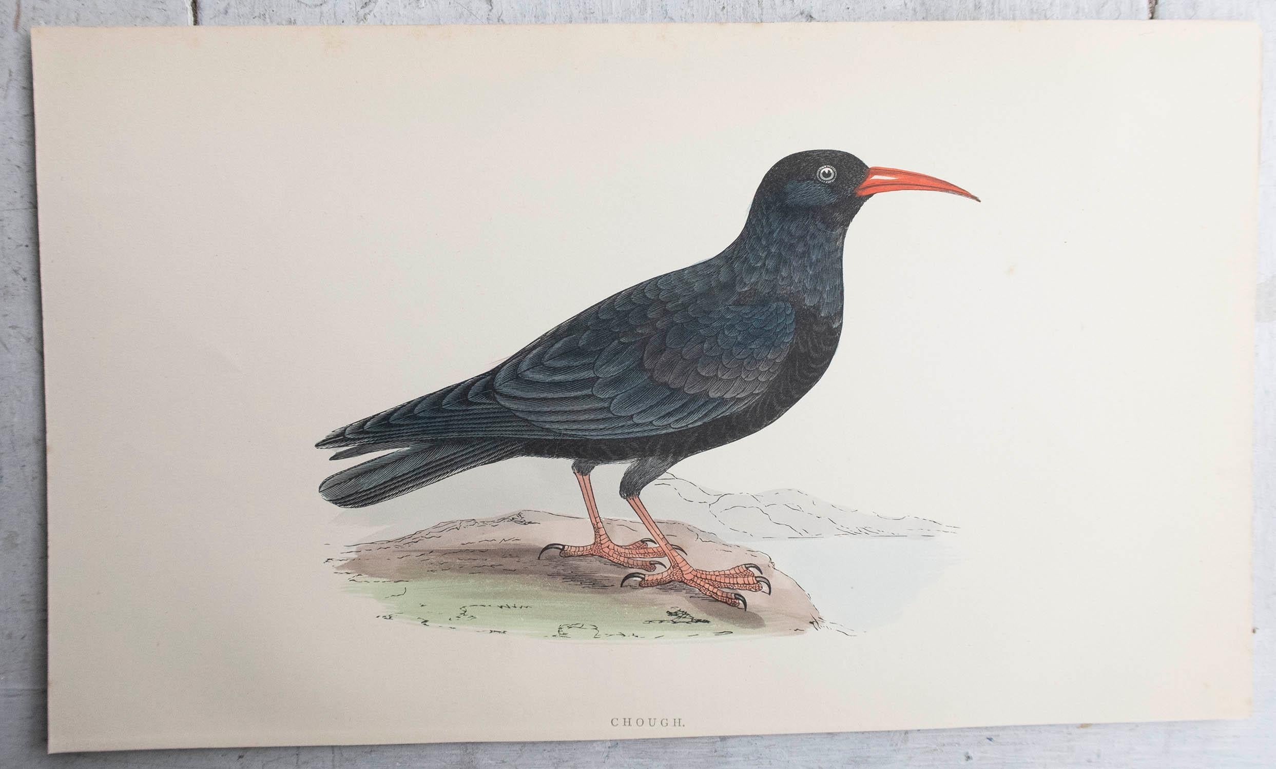 Antiker Originaldruck einer Dohle, um 1880, 'ungerahmt' (Volkskunst) im Angebot