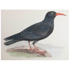Original Antique Print of a Chough, circa 1880, 'Unframed'