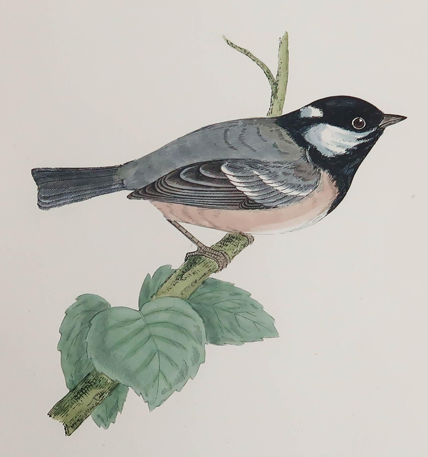 Great image of a Cole Titmouse

Unframed. It gives you the option of perhaps making a set up using your own choice of frames.

Lithograph after Alexander Francis Lydon.

Original hand colour

Published, C.1880

Free shipping.




