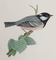 Original Antique Print of a Cole Titmouse, C.1880, 'Unframed'