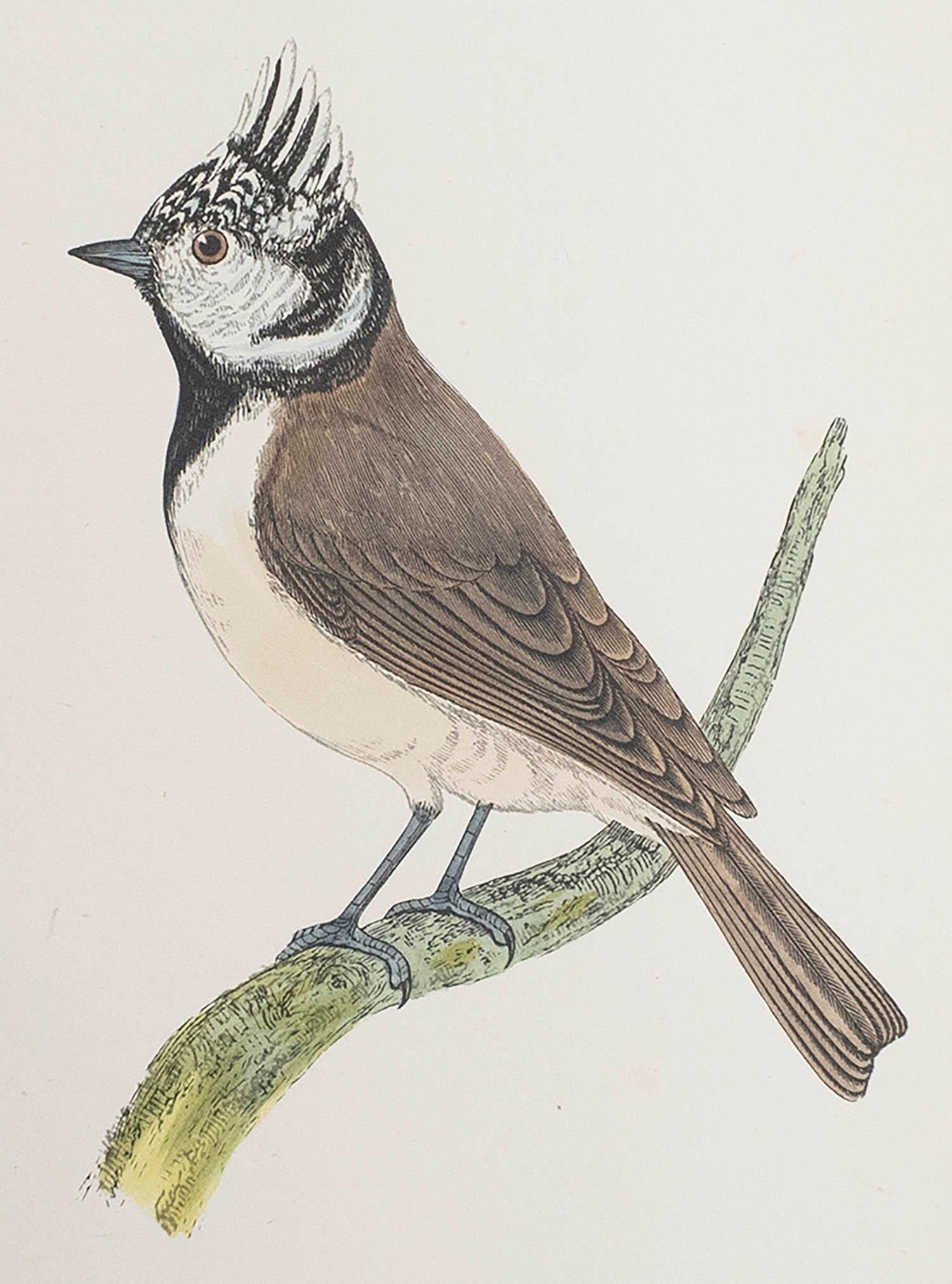 Belle image d'une mésange huppée

Non encadré. Il vous donne la possibilité de réaliser un montage en utilisant les cadres de votre choix.

Lithographie d'après Alexander Francis Lydon.

Couleur originale

Publié, vers 1880

La mesure correspond au