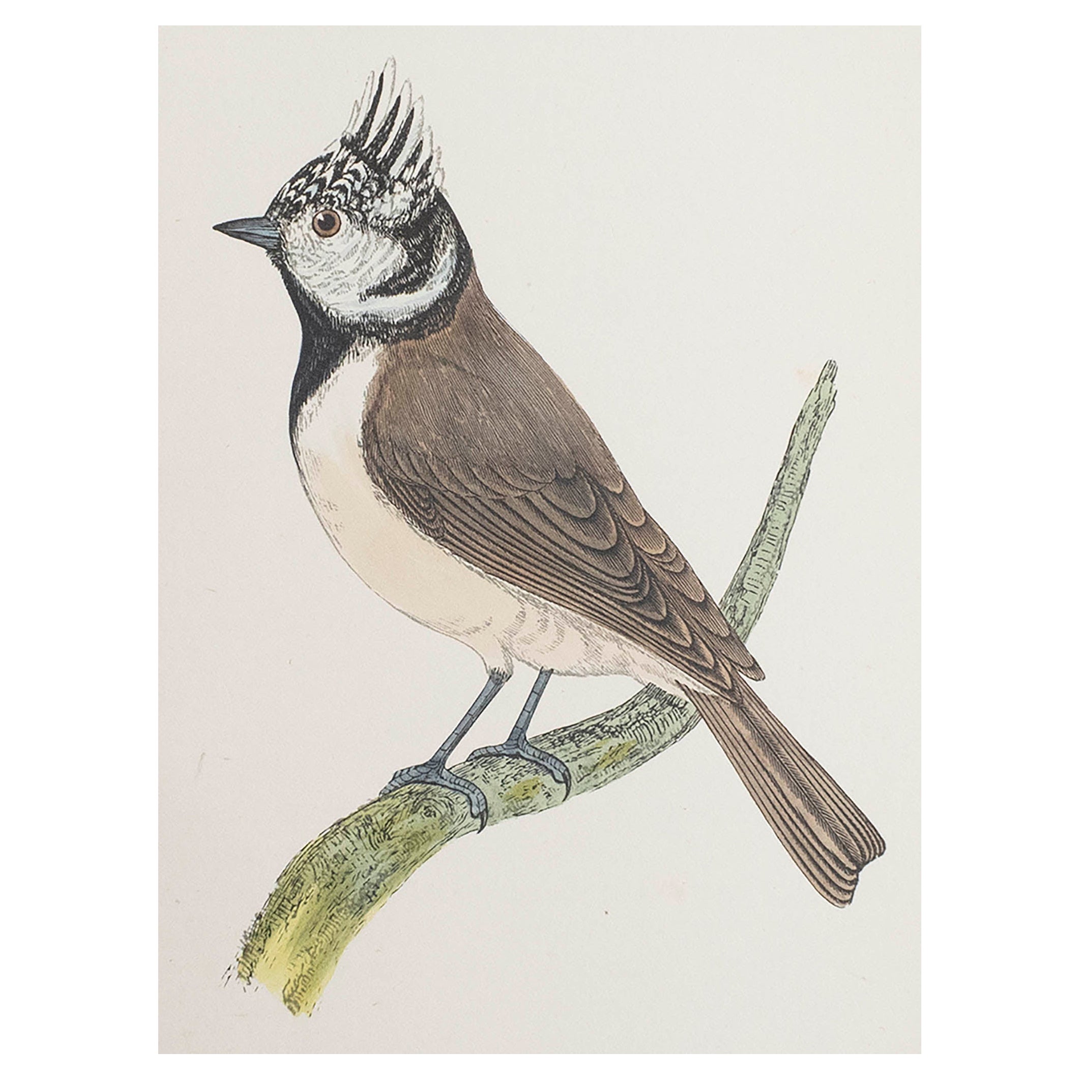 Original Antique Print of a Crested Tit, circa 1880, 'Unframed'