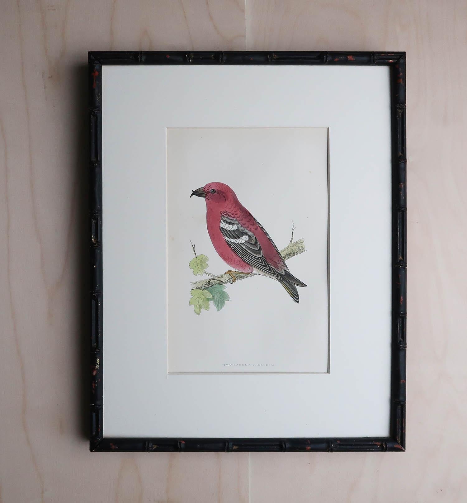 English Original Antique Print of a Crossbill in an Ebonized Faux Bamboo Frame For Sale