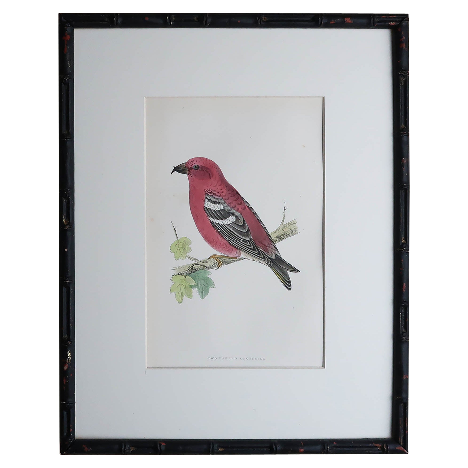 Original Antiker Druck eines Kreuzbills in einem ebonisierten Rahmen aus Kunstbambus