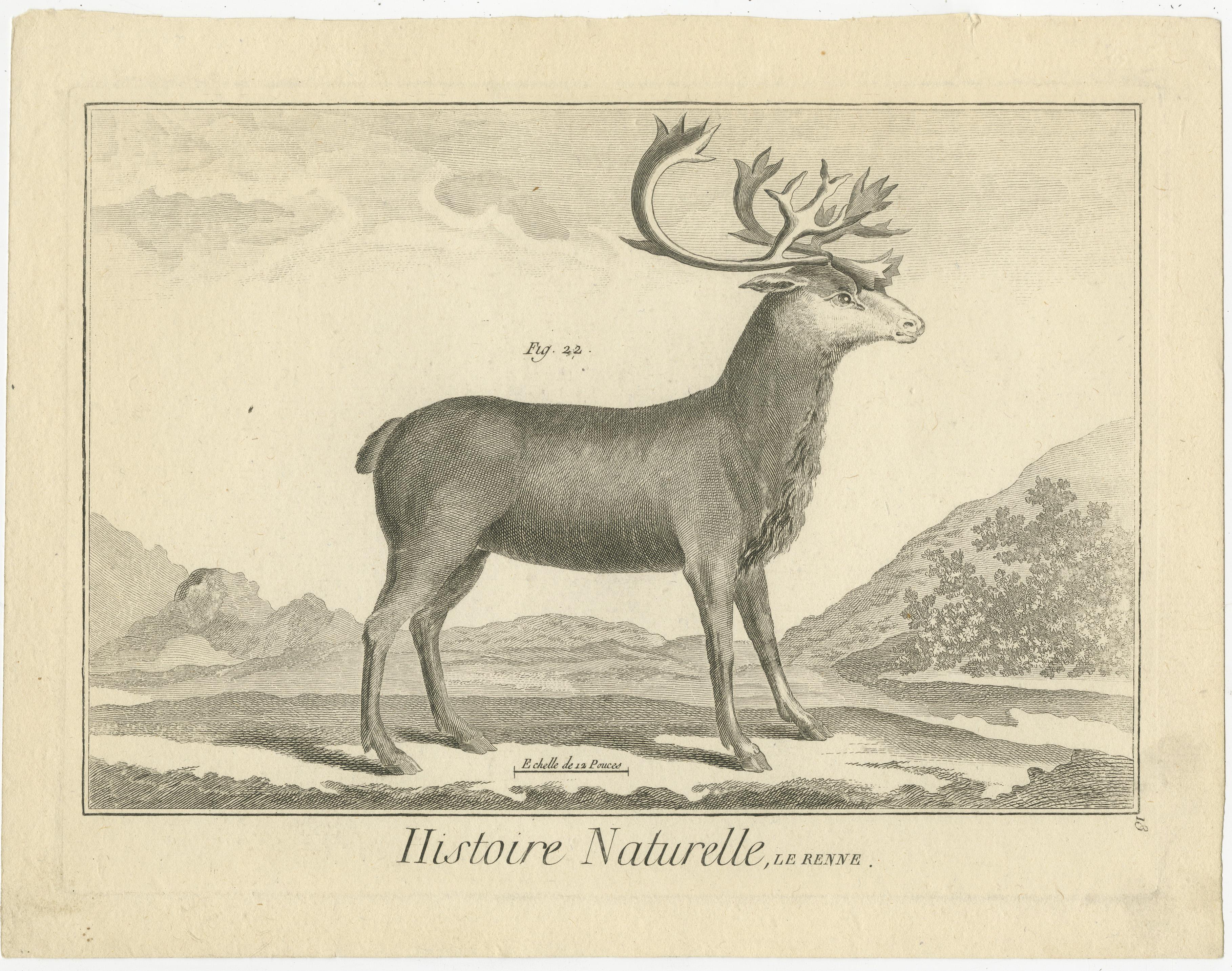 Original antique print titled 'Histoire Naturelle, Le Renne'. Engraving of a deer. Source unknown, to be determined. Published circa 1800.