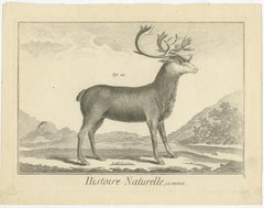 Original Antique Print of Deer