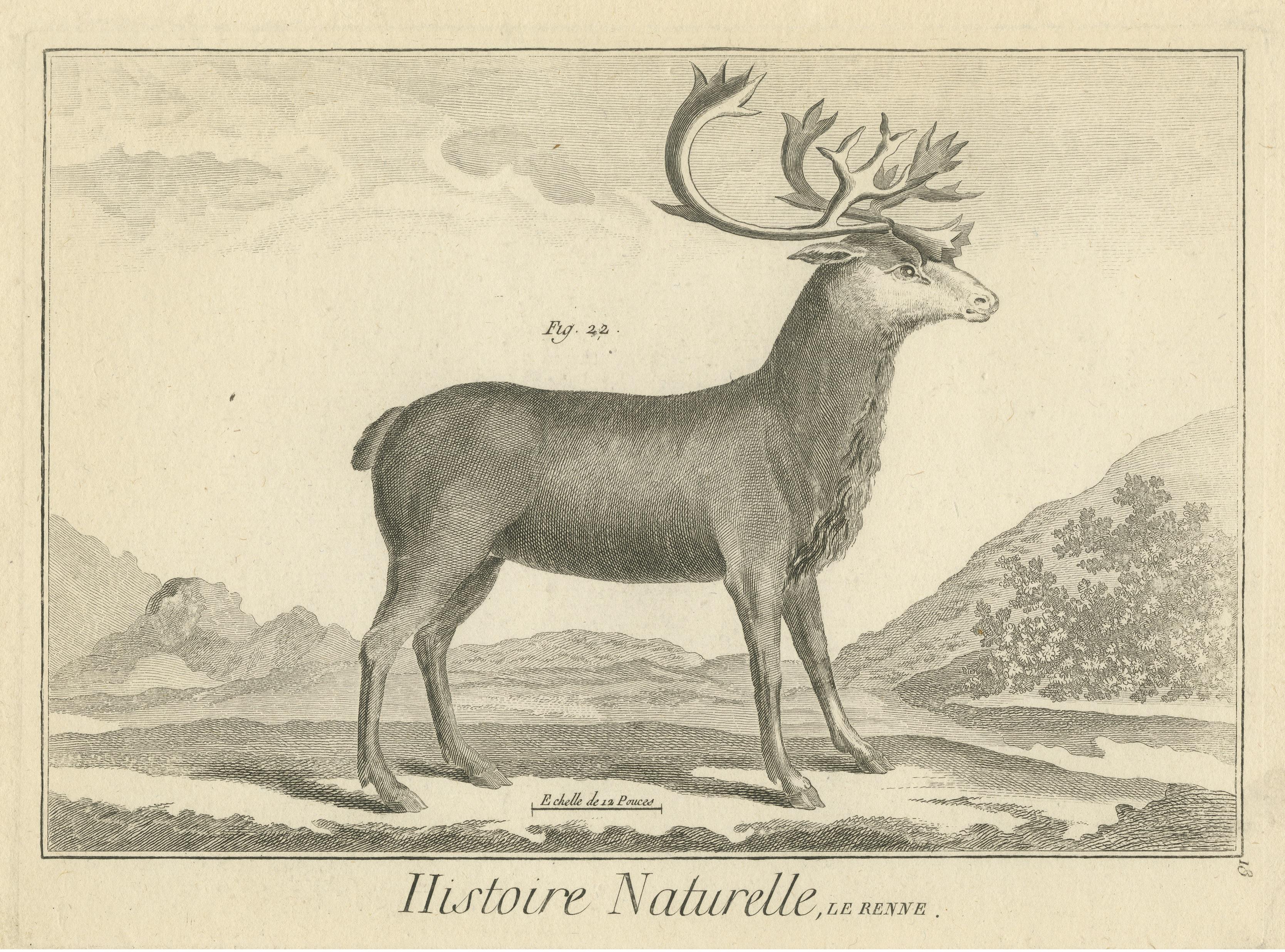 Original Antique Print of Deer In Good Condition For Sale In Langweer, NL