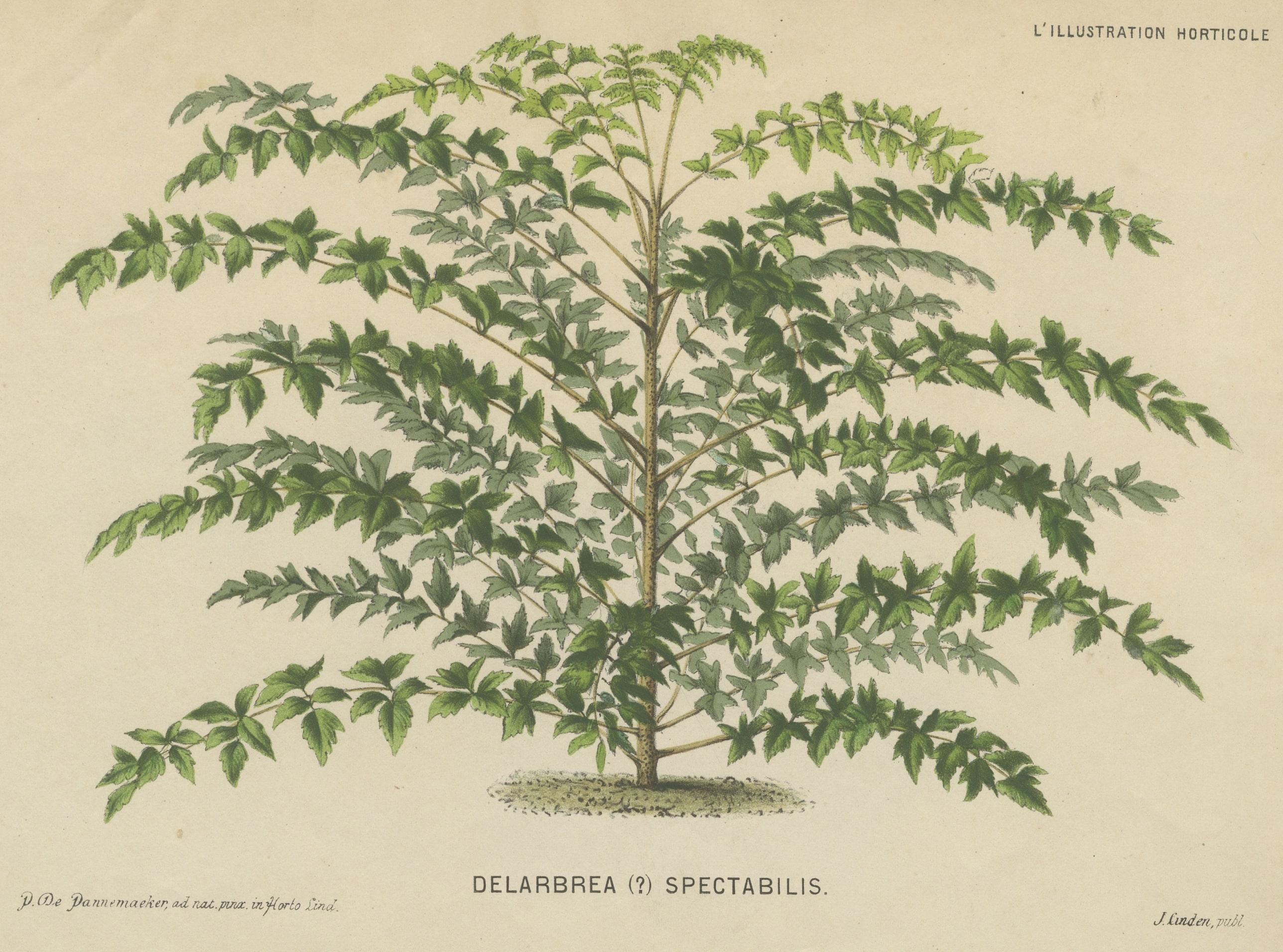 Paper Original Antique Print of a Delarbrea Plant, 1878 For Sale
