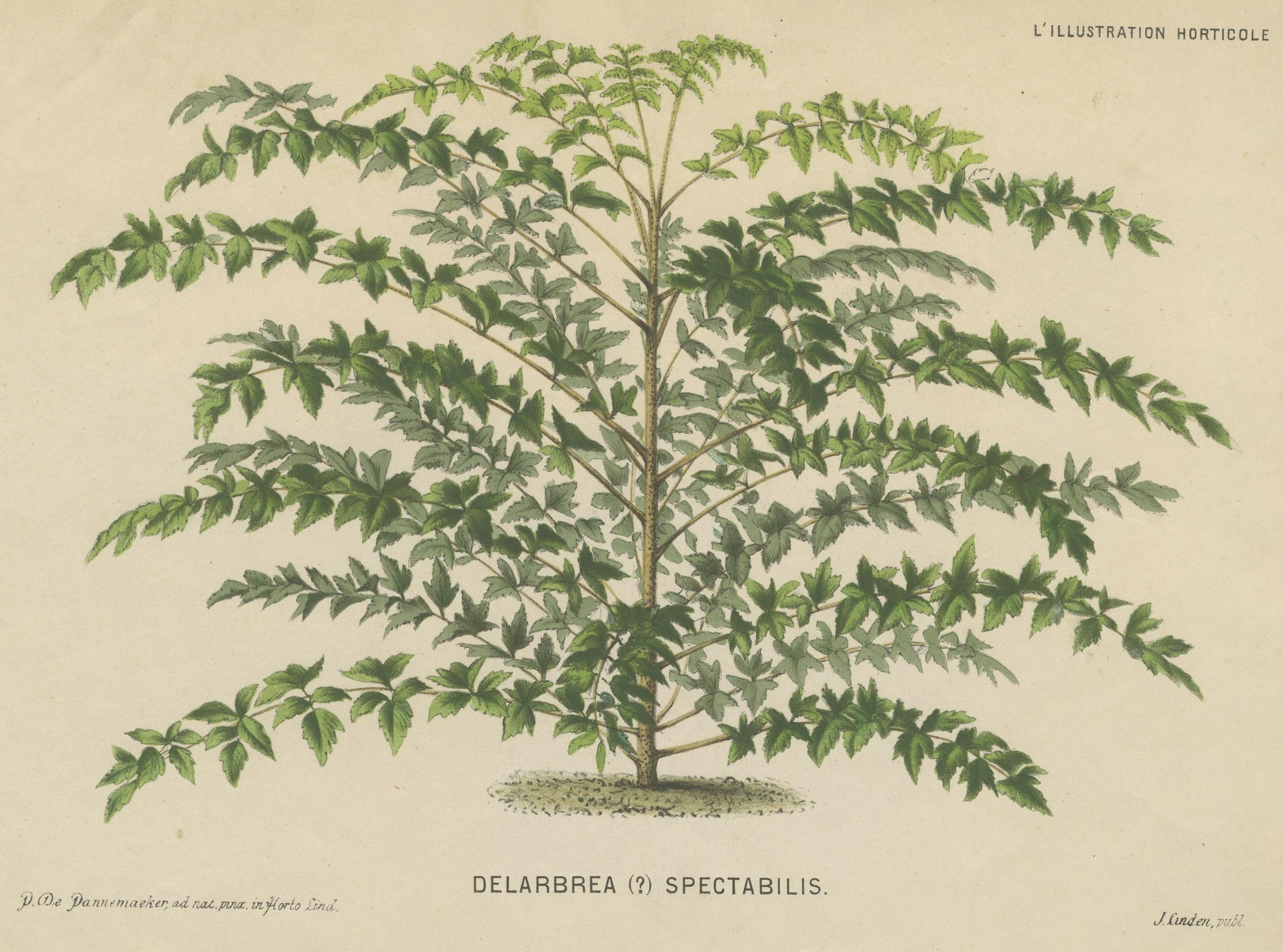Original Antique Print of a Delarbrea Plant, 1878