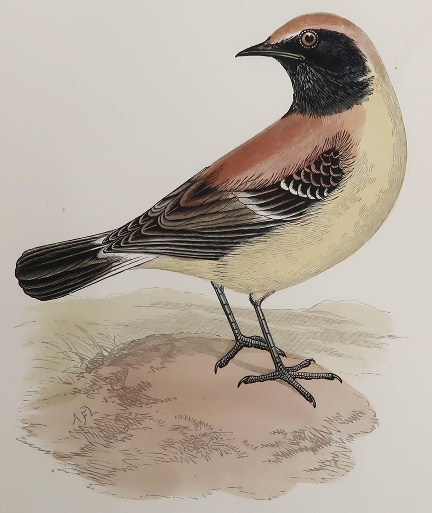 Great image of a desert wheatear

Unframed. It gives you the option of perhaps making a set up using your own choice of frames.

Lithograph after Alexander Francis Lydon.

Original hand colour

Published, circa 1880

Free