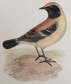 Original Antique Print of a Desert Wheatear, circa 1880, 'Unframed'