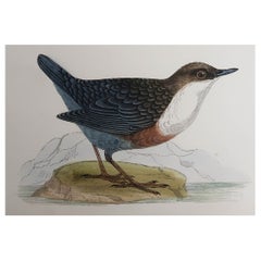 Original Antique Print of a Dipper, circa 1880, 'Unframed'