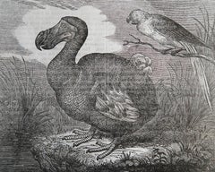 Original Antique Print of A Dodo, 1833
