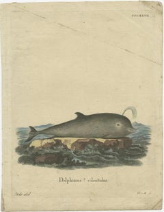 Original Antique Print of a Dolphin species