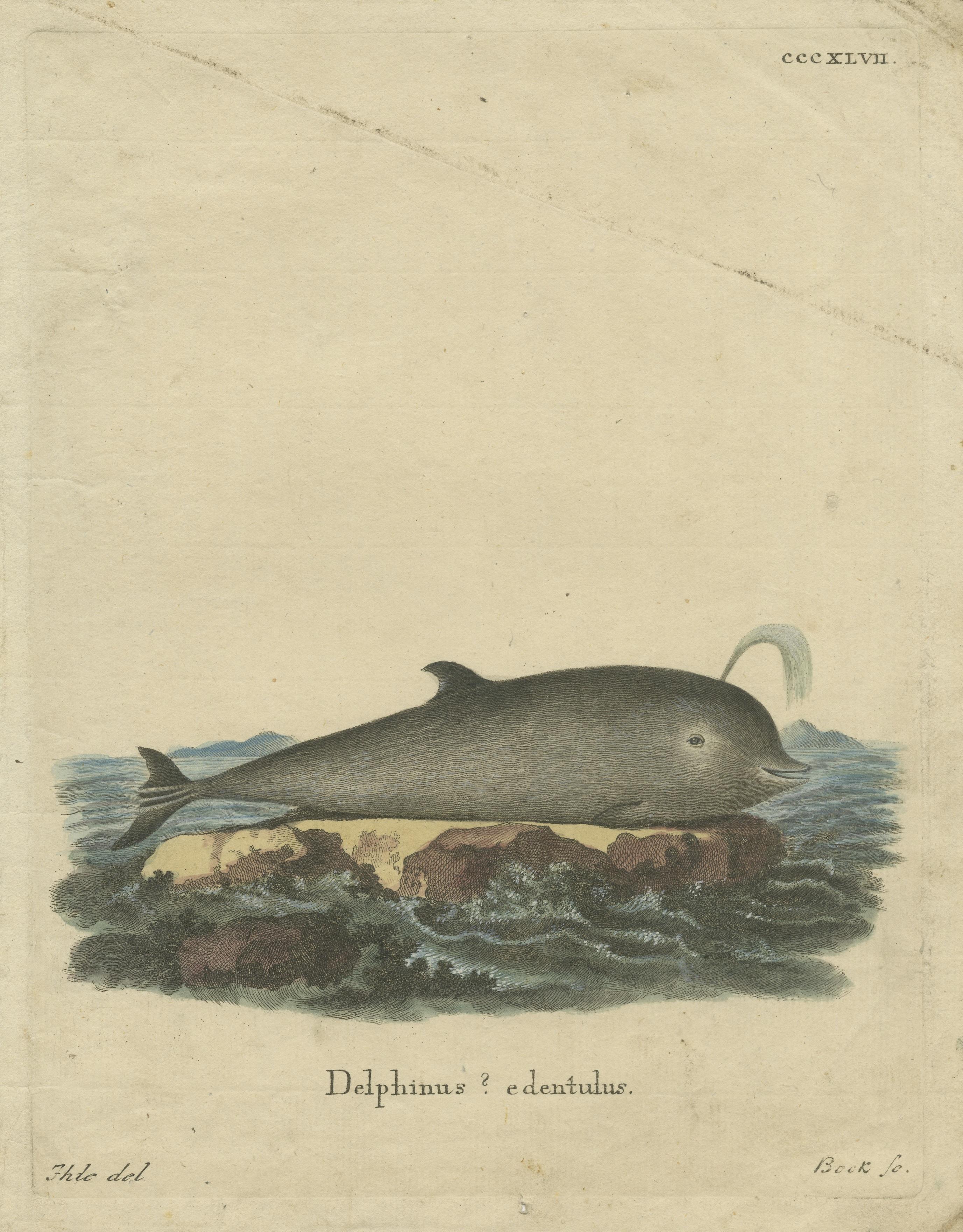Original Antique Print of a Dolphin species In Fair Condition For Sale In Langweer, NL