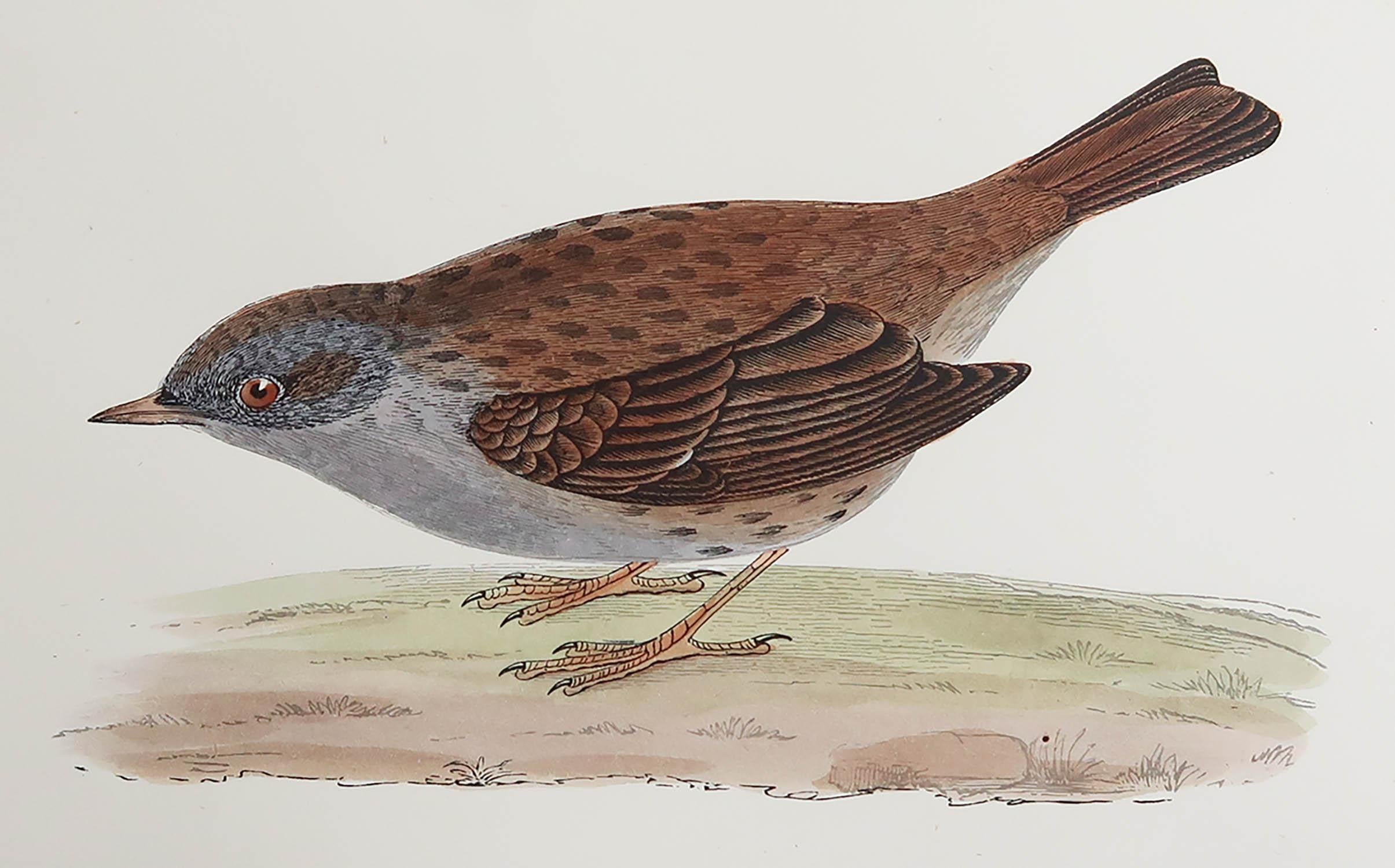 Great image of a Dunnock

Unframed. It gives you the option of perhaps making a set up using your own choice of frames.

Lithograph after Alexander Francis Lydon.

Original hand color

Published, circa 1880

Free shipping.




