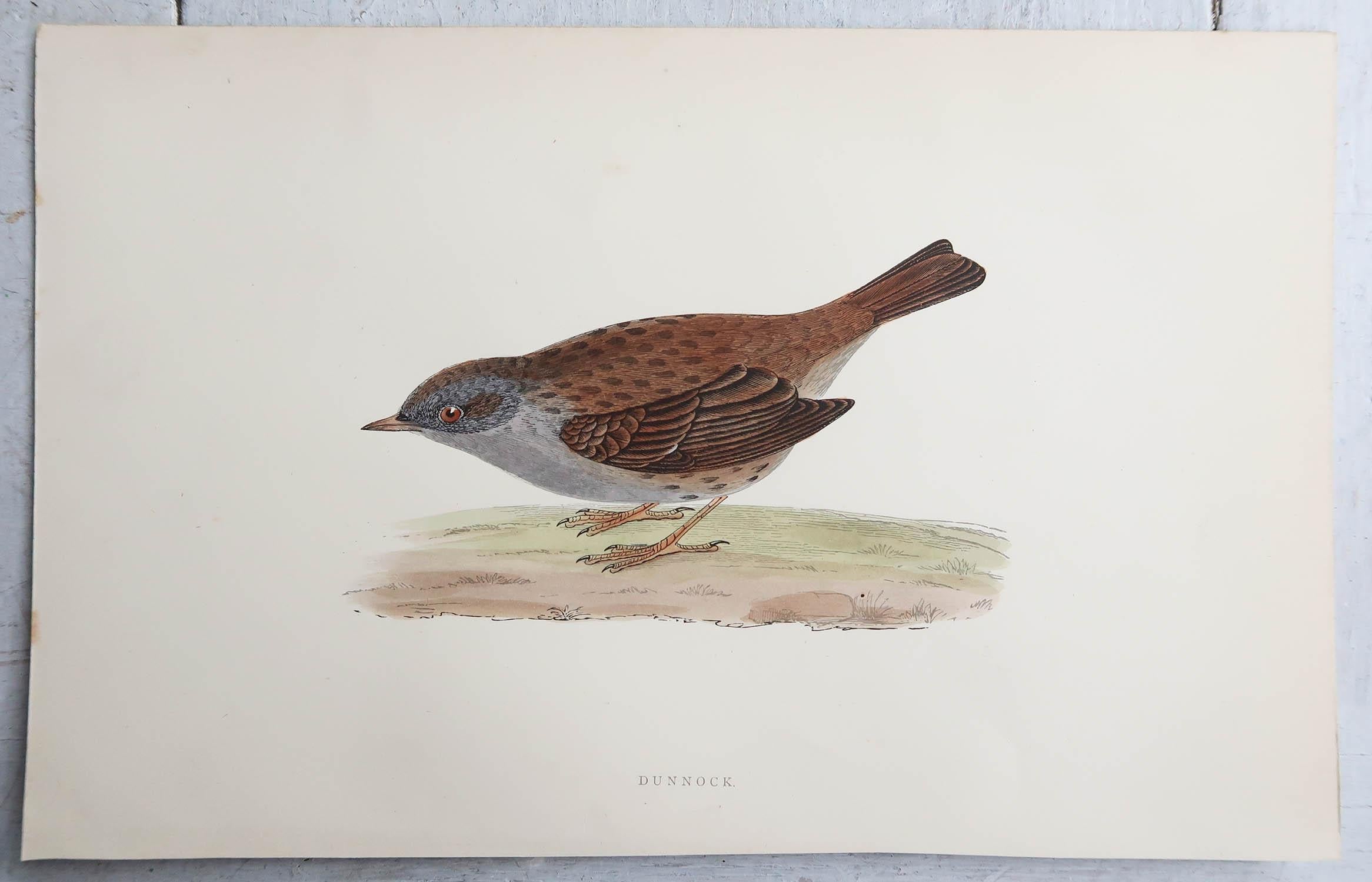 English Original Antique Print of a Dunnock, circa 1880, 'Unframed' For Sale