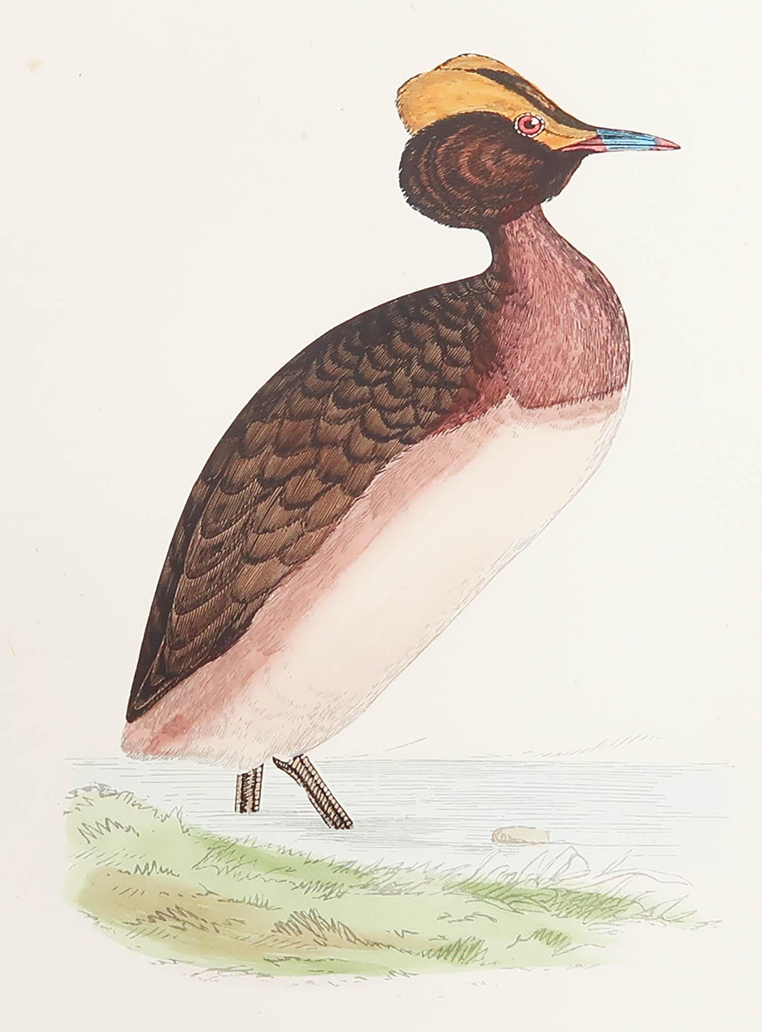 Great image of a Dusky Grebe

Unframed. It gives you the option of perhaps making a set up using your own choice of frames.

Lithograph after Alexander Francis Lydon.

Original color

Published, circa 1880

Free shipping.




