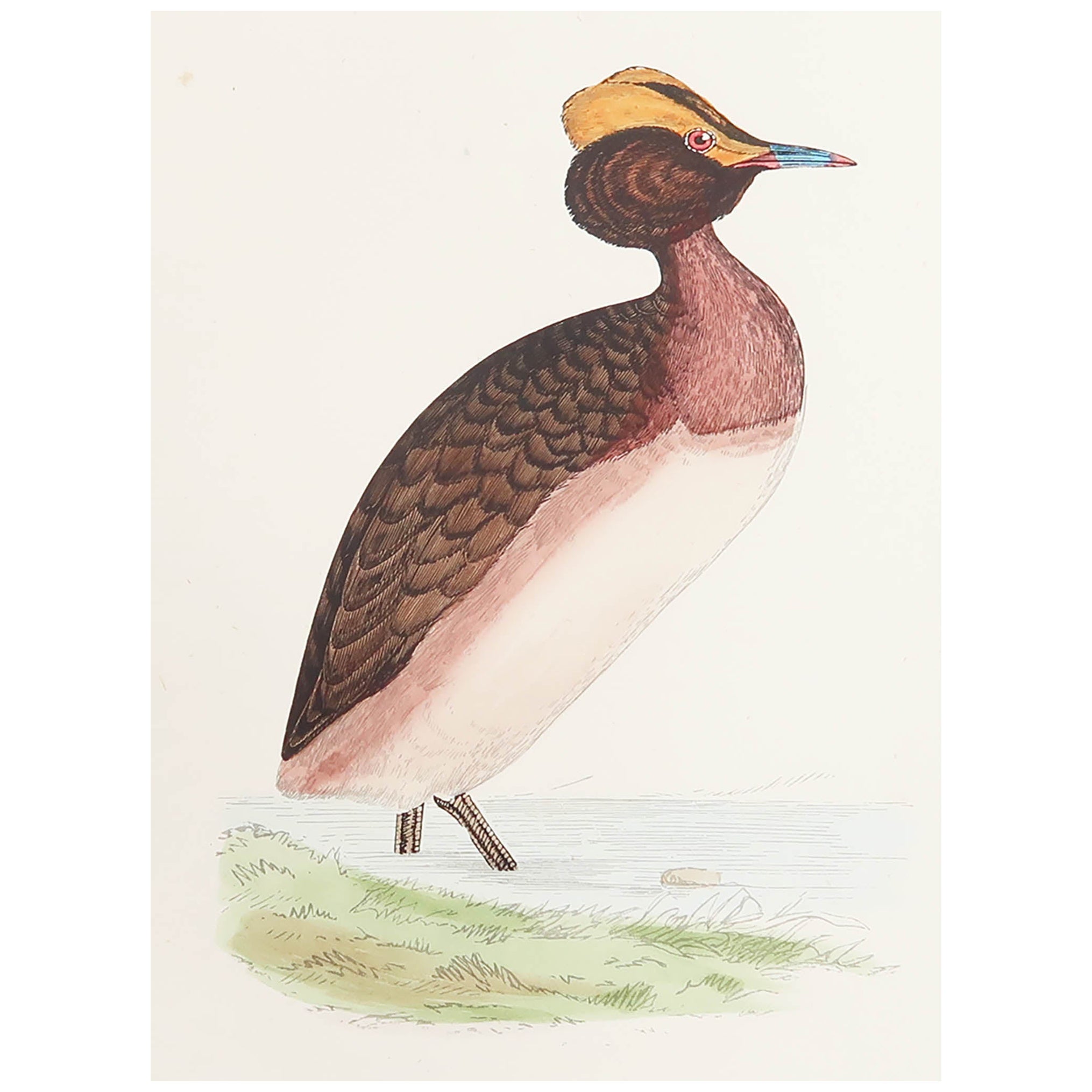 Gravure ancienne originale d'un grèbe huppé, vers 1880, 'non encadrée'.